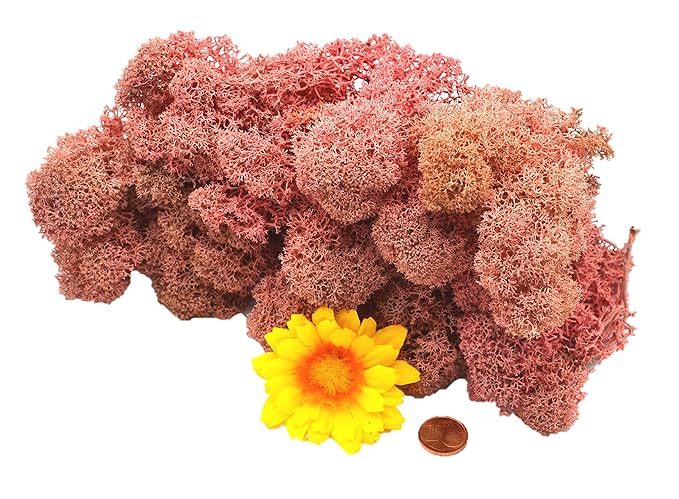 Muwse Islandmoos 1AV 50g Rosa vorgereinig, präpariert & gefärbt! Weich, lichtecht & haltbar! Dekomoos Floristikmoos Bastelmoo