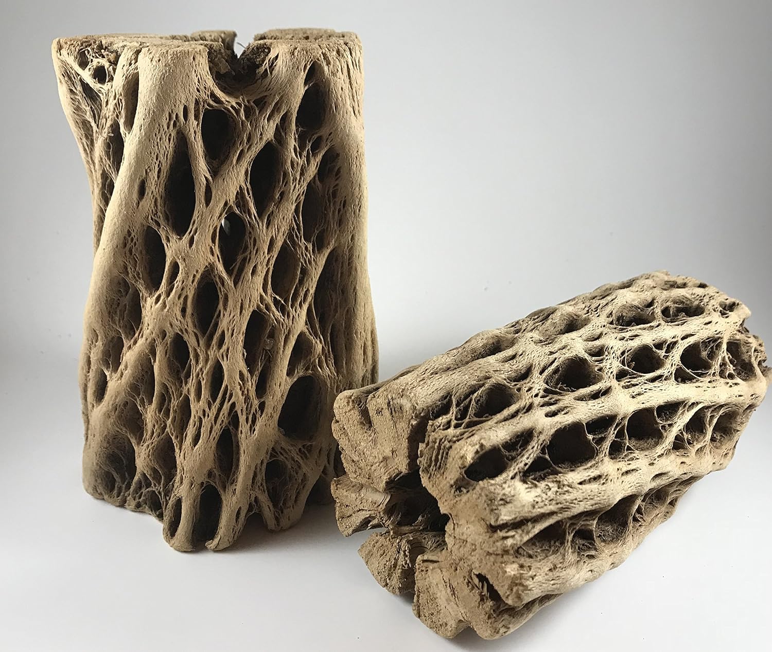 Chain Fruit Cholla Wood Large Pleco Shrimp Hermit Cichlid