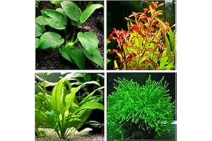 Aquatic Discounts - 4 Types of Easy/Beginner Live Aquarium Plants - Anubias + Amazon Sword + Ludwigia + Java Moss BUY2GET1FREE!
