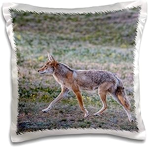 3dRose Coyote in prairie dog town in Theodore Roosevelt NP North. - Pillow Cases (pc_331859_1)