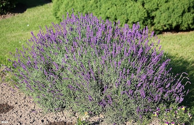 Lavanda 150 semillas - Lavandula angustifolia - planta de jardín ...