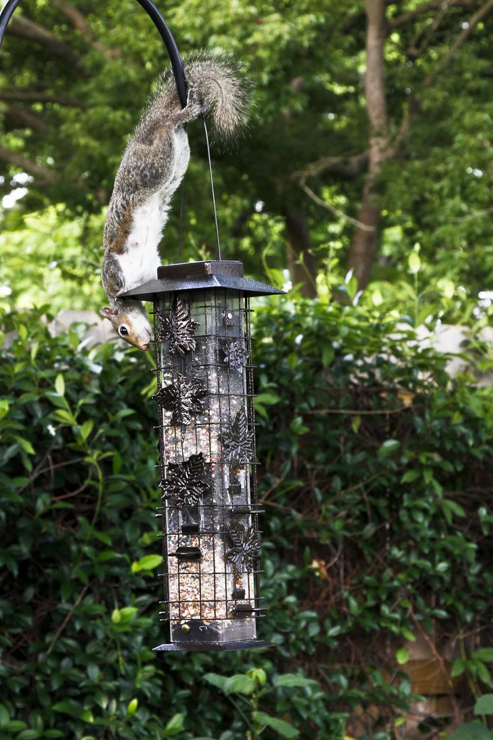 Perky-Pet 336 Squirrel-Be-Gone Wild Bird Feeder – 2 lb : Garden & Outdoor