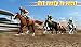 Horse Derby Quest 2020