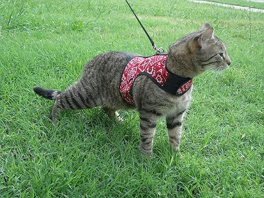 kitty holster amazon