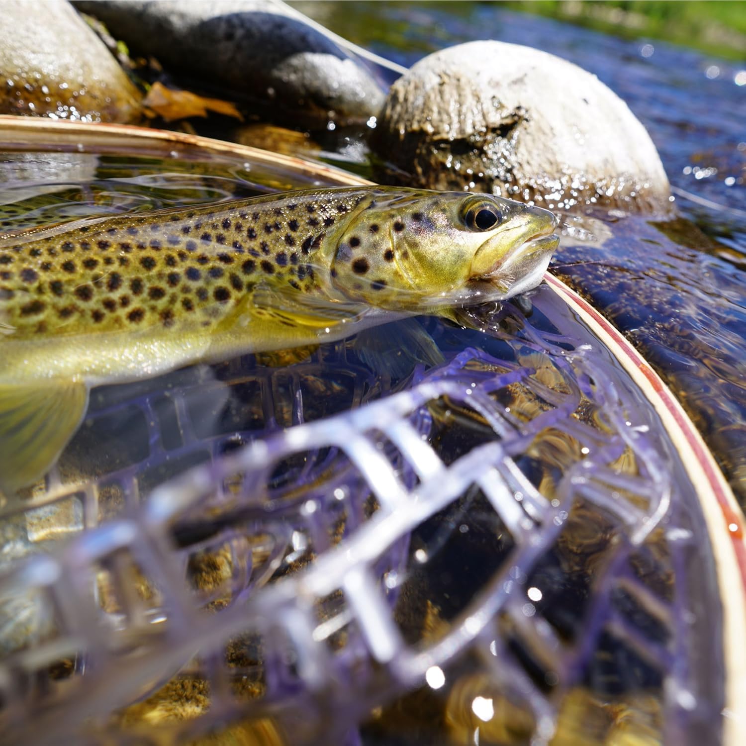 Freestone Outfitters Super Strong Magnetic Net Release for Fly Fishing (Upgraded Green, 1) : Sports & Outdoors