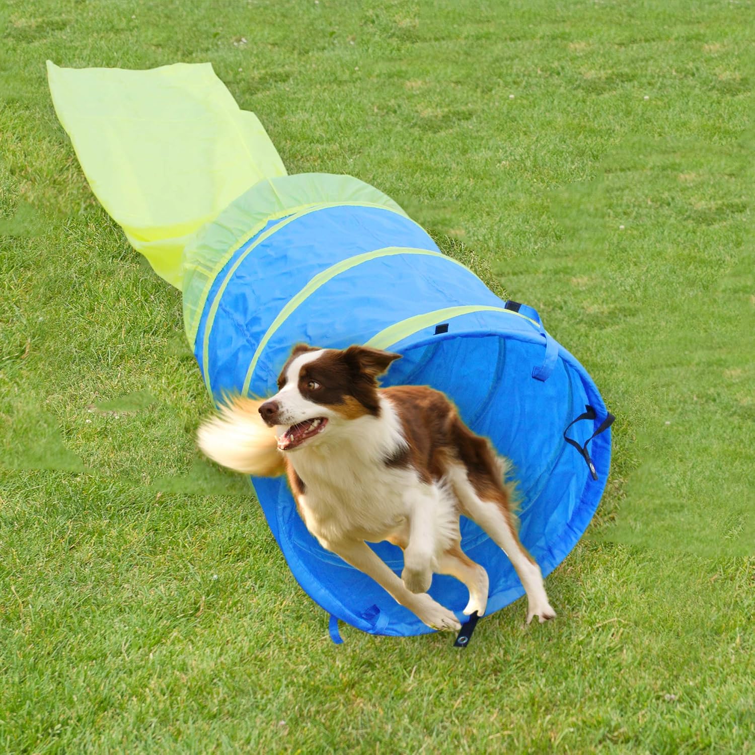 dog tunnel
