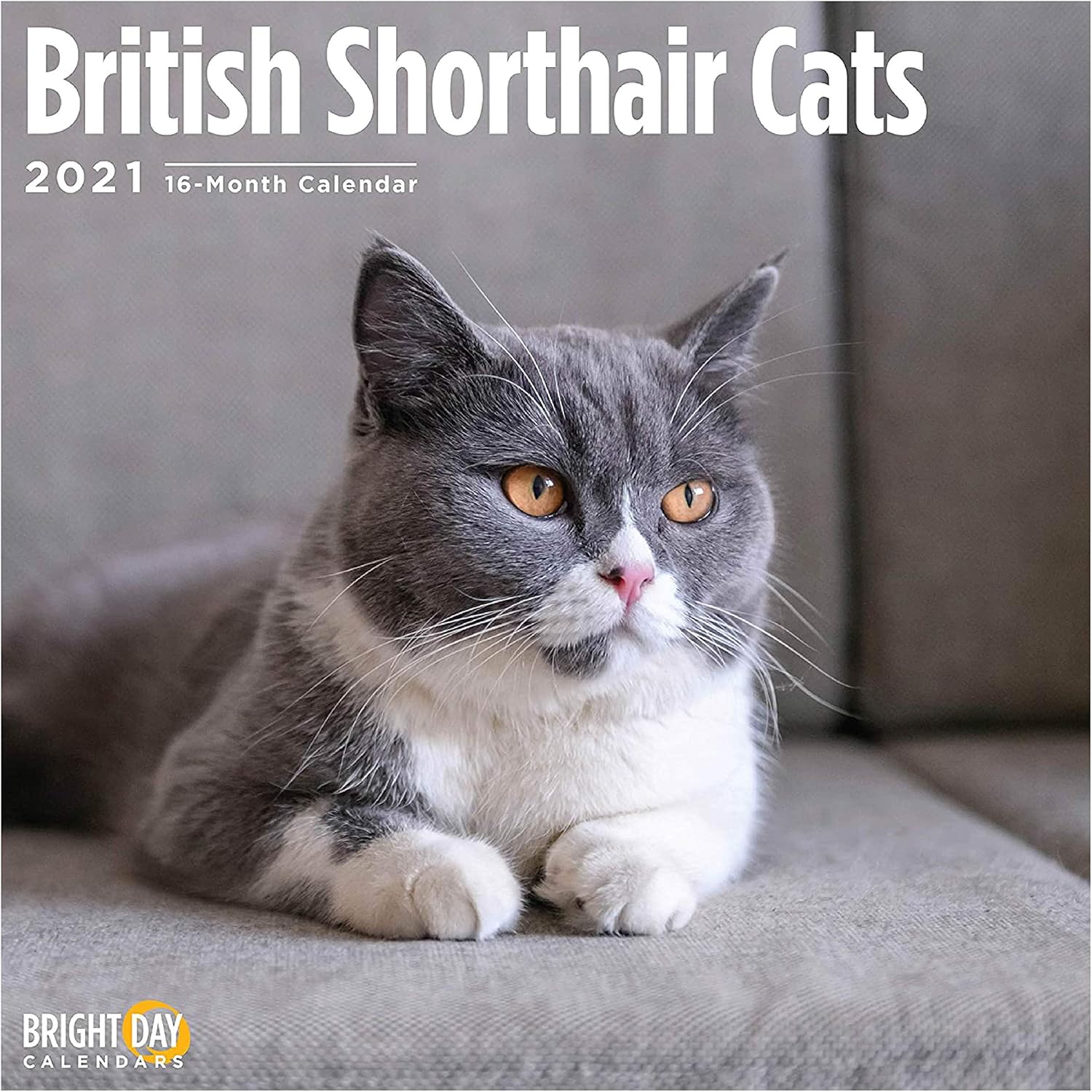 british shorthair cat kitten