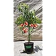 4 Year Old Grafted Nectarine Fruit Tree (Snow Queen Nectarine, 5 Gallon)