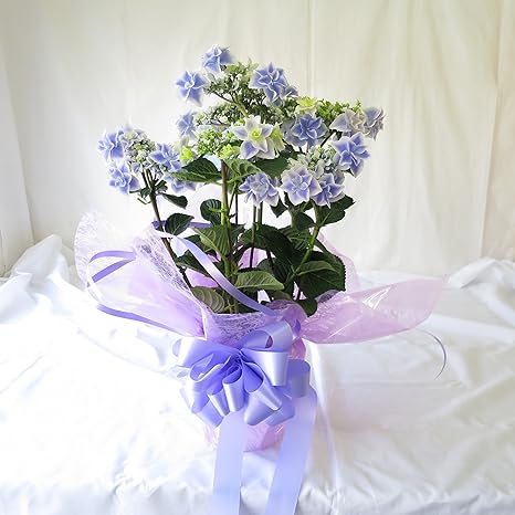 Amazon 母の日 花 あじさい 銀河 アジサイ 紫陽花 胡蝶蘭 母の日 ギフト フラワー お届け日指定不可 母の日14日までの期間中にお届けします 銀河 観葉植物 オンライン通販