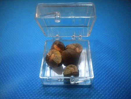 Jumping Beandito Mexican Jumping Beans Amazon Ca Toys Games