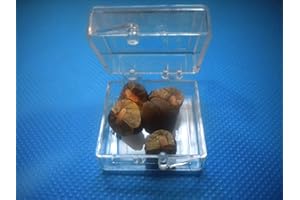 JUMPINGBEANSRUS 5 Live Jumping Beans