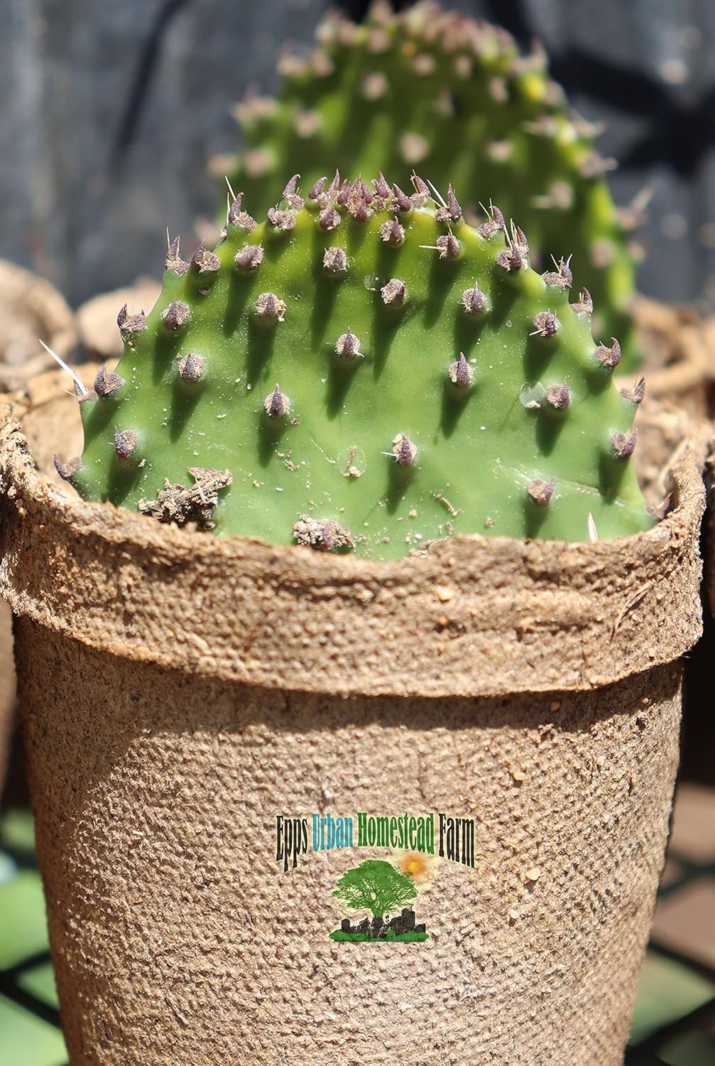 Best Nopales Cactus Garden Statue