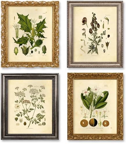 Amazon.com: Vintage Deadly Botanical Poisonous Plant Floral Print
