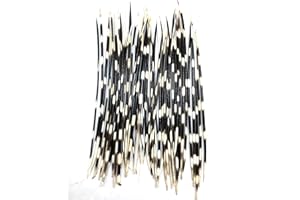 PEPPERLONELY 5PC Thin South Africa Porcupine Quills (8 Inch ~ 10 Inch)