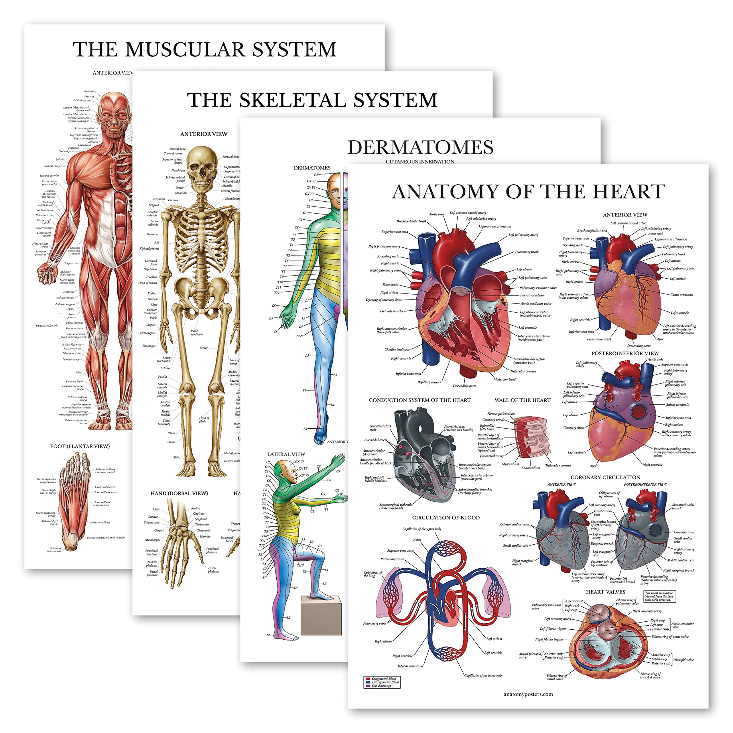 Palace Learning 4 Pack - Anatomical Poster Set - Laminated - Muscular, Skeletal, Dermatomes, Heart Anatomy - Anatomy Chart Set (LAMINATED, 18'' x 24'')