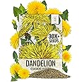 Seed Needs 30,000+ Common Dandelion Herb Seeds for Planting - Non-GMO, Heirloom & Untreated - Grow a Home Grown Herb & Vegetable Garden (Bulk) Great for Salads