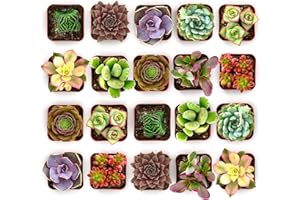 Shop Succulents Colorful Succulent Plant Pack 2" Grow Pot Pack of 20