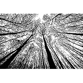 Bgraamiens Puzzle-Forest in Black and White-1000 Pieces Creative Black and White Nature Scenery Hard Puzzle Blue Board Jigsaw