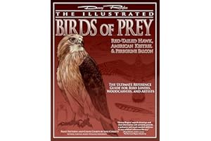 Illustrated Birds of Prey: Red-Tailed Hawk, American Kestral, & Peregrine Falcon: The Ultimate Reference Guide for Bird Lovers, Woodcarvers, and Artists (Fox Chapel Publishing)