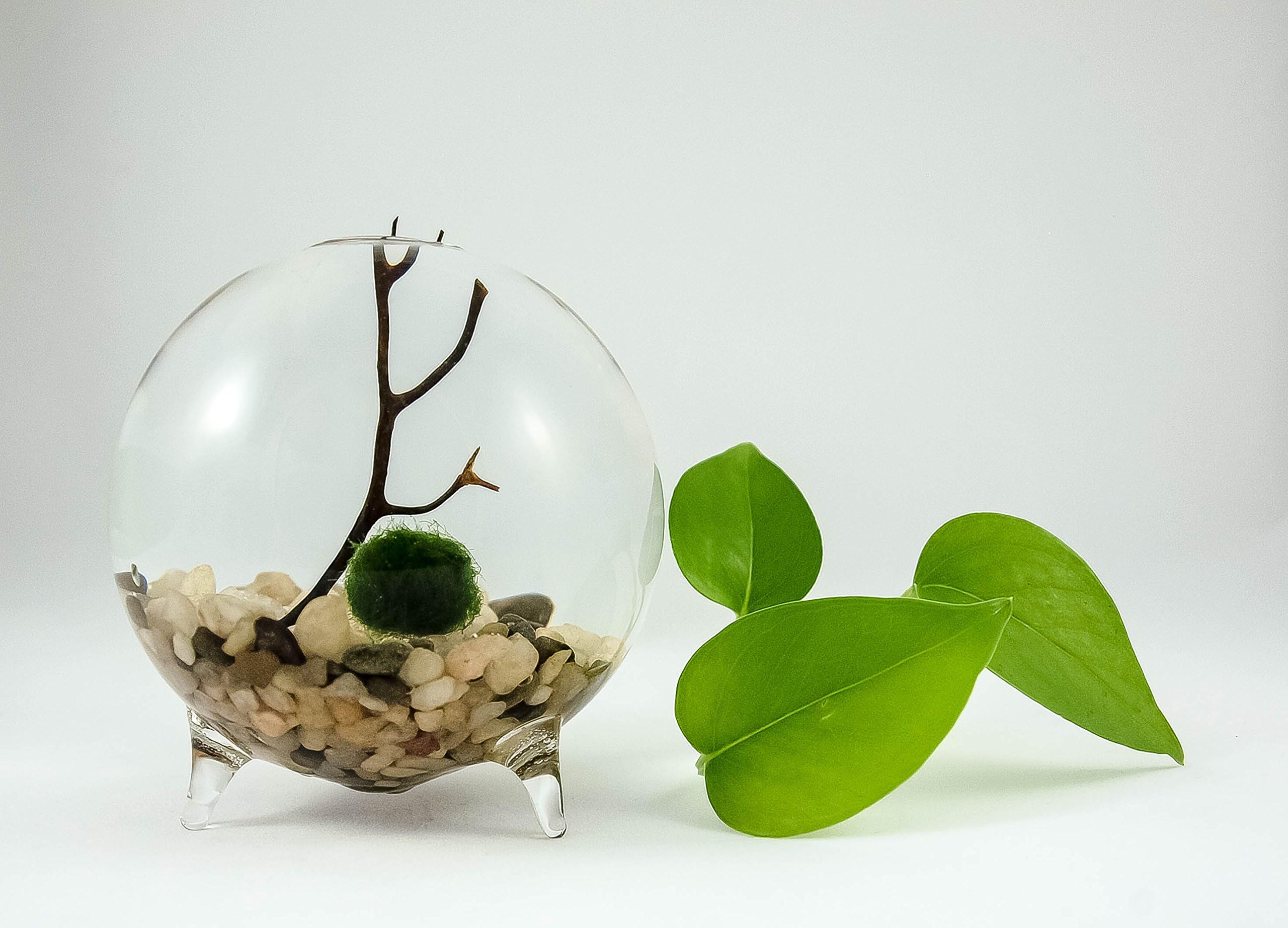 Marimo Moss Ball Terrarium Aquarium Zen Garden Globe