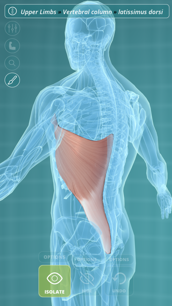 Visual Anatomy - Human body