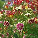 Scott&Co Flower Seed Variety Pack 30 Varieties Bee Butterflies Grow Indoor view 7