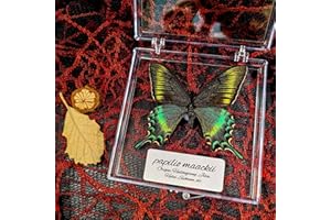 WEI-SECRET Real Taxidermy Butterfly - Butterfly Specimen Artwork Material Decor, Taxidermy Animals Transparent Box Multiple Choice (Green Butterfly Gift)