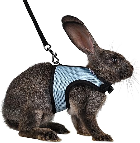 rabbit harness and lead