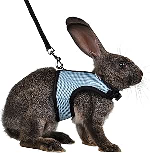 rabbit collars