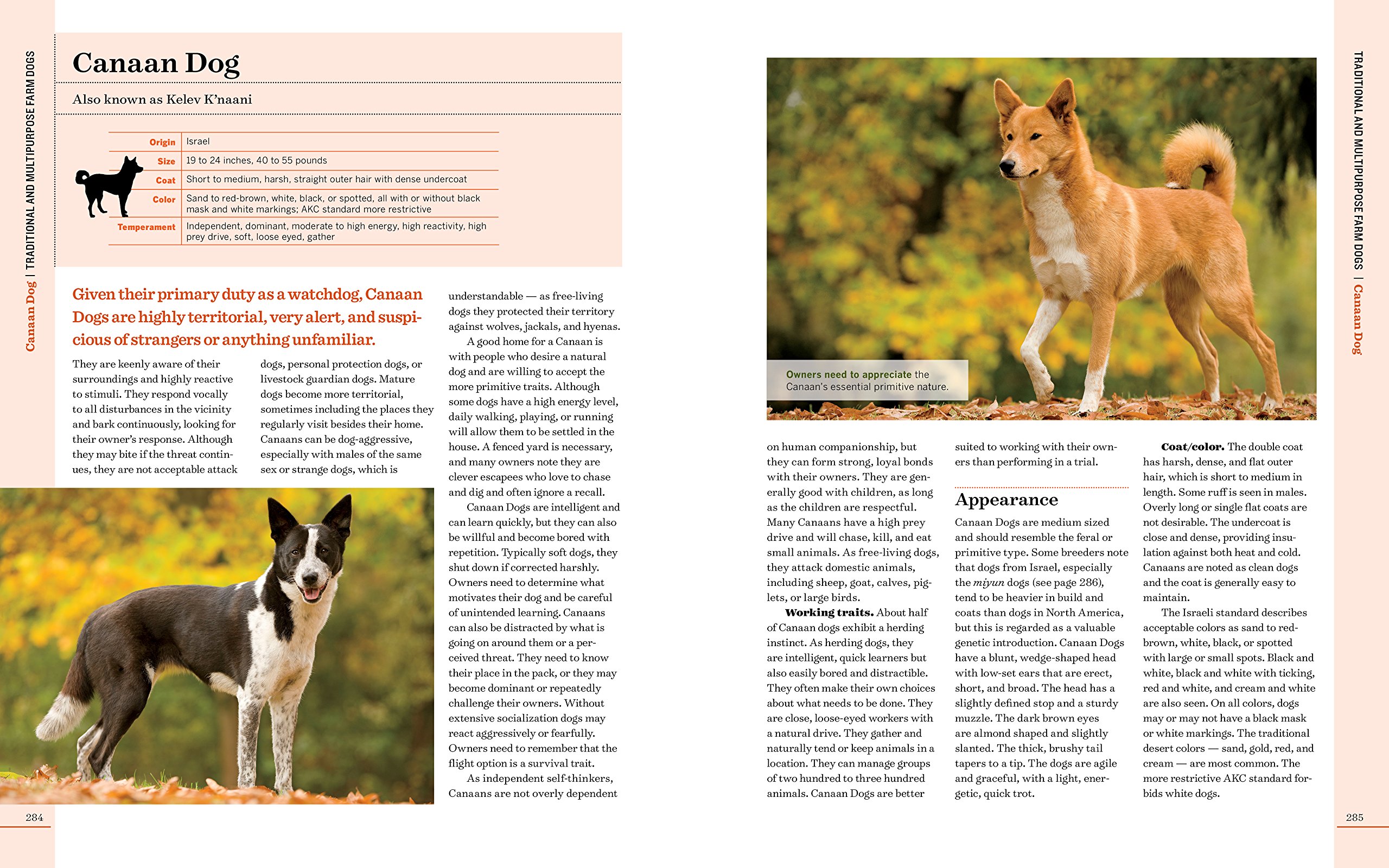 Amazon.com: Farm Dogs: A Comprehensive Breed Guide to 93 Guardians,  Herders, Terriers, and Other Canine Working Partners (9781612125923): Janet  Vorwald ...