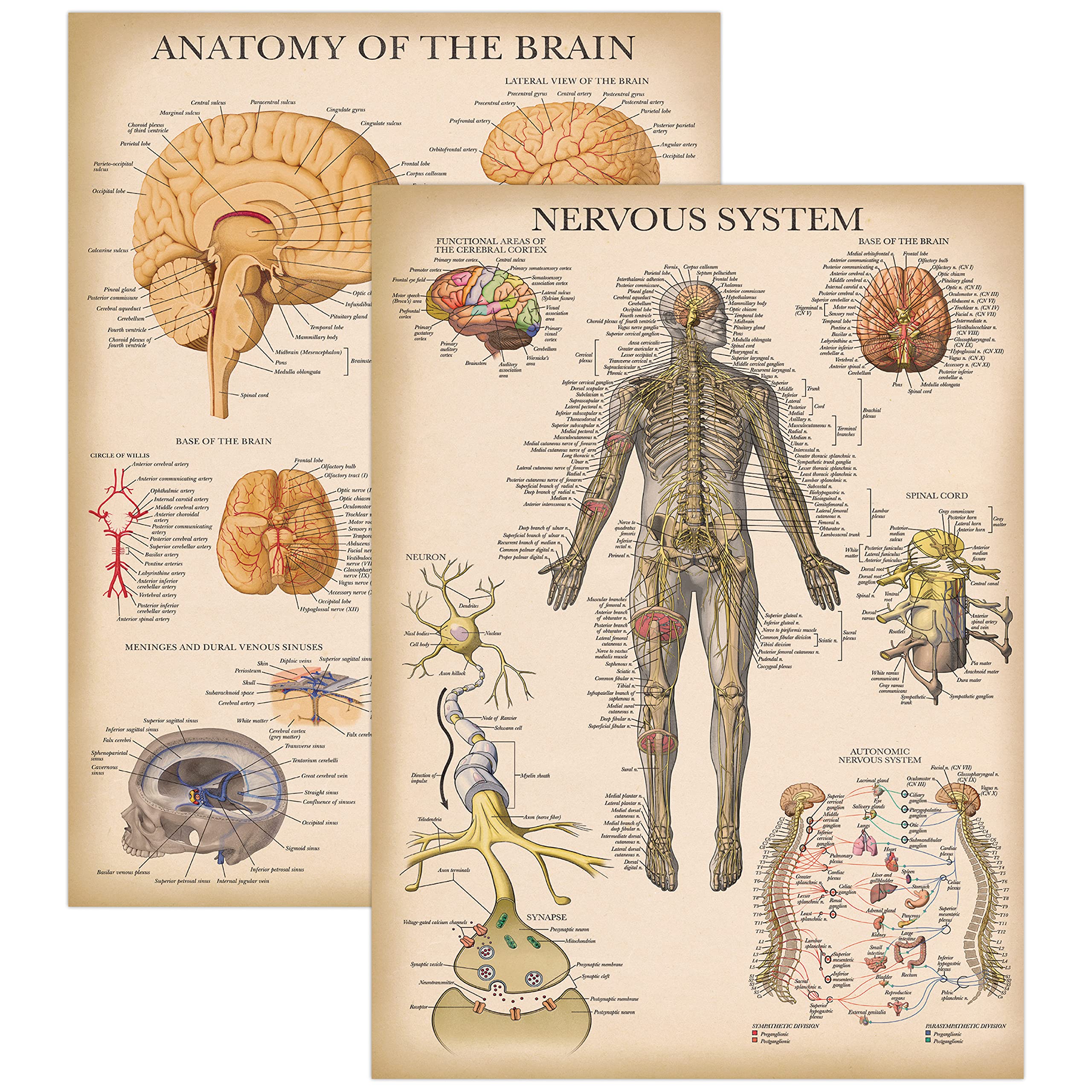 Palace Learning 2 Pack - Vintage Nervous System & Brain Anatomy Posters - Set of 2 Anatomical Charts - Laminated 18" x 24"