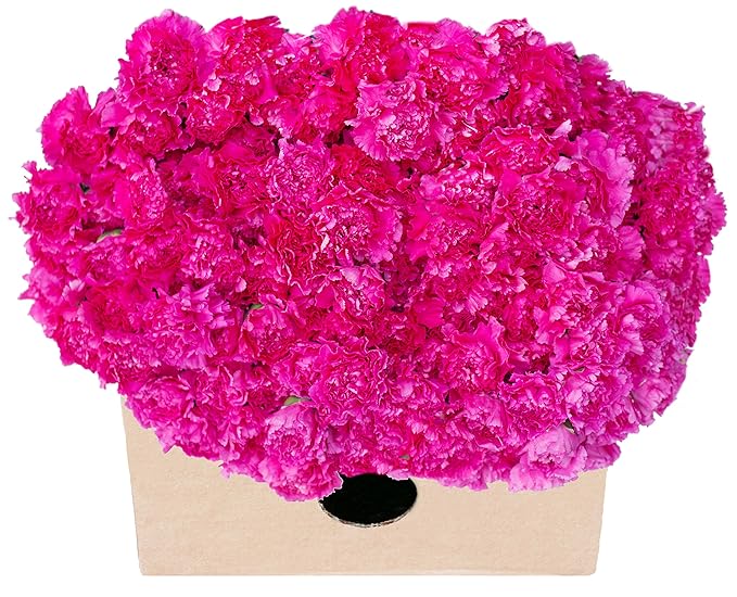 FarmFresh Mini Carnations in Bulk 100 Hot Pink Mini
