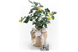 Mother's Day Meyer Lemon Gift Tree by The Magnolia Company - Get Fruit, Dwarf Fruit Tree with Juicy Sweet Lemons, NO Ship to TX, LA, AZ and CA