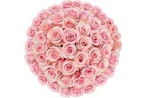 Mother's Day Gift, Colour Republic Fresh Cut Premium Ecuadorian Pink Roses, 50 Fresh Flowers