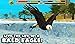 Eagle Simulator