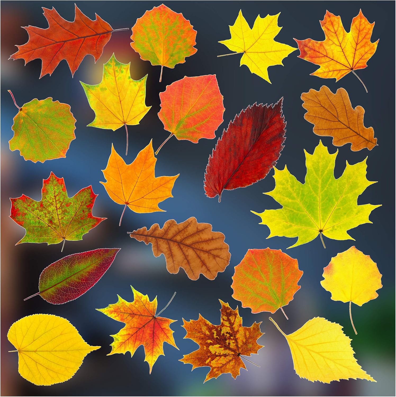 Stickers4 - Autumn Decorations - 20 Static Cling Double Sided Window  Stickers - Photo Realistic Autumn Leaves Decor: Amazon.co.uk: Kitchen & Home