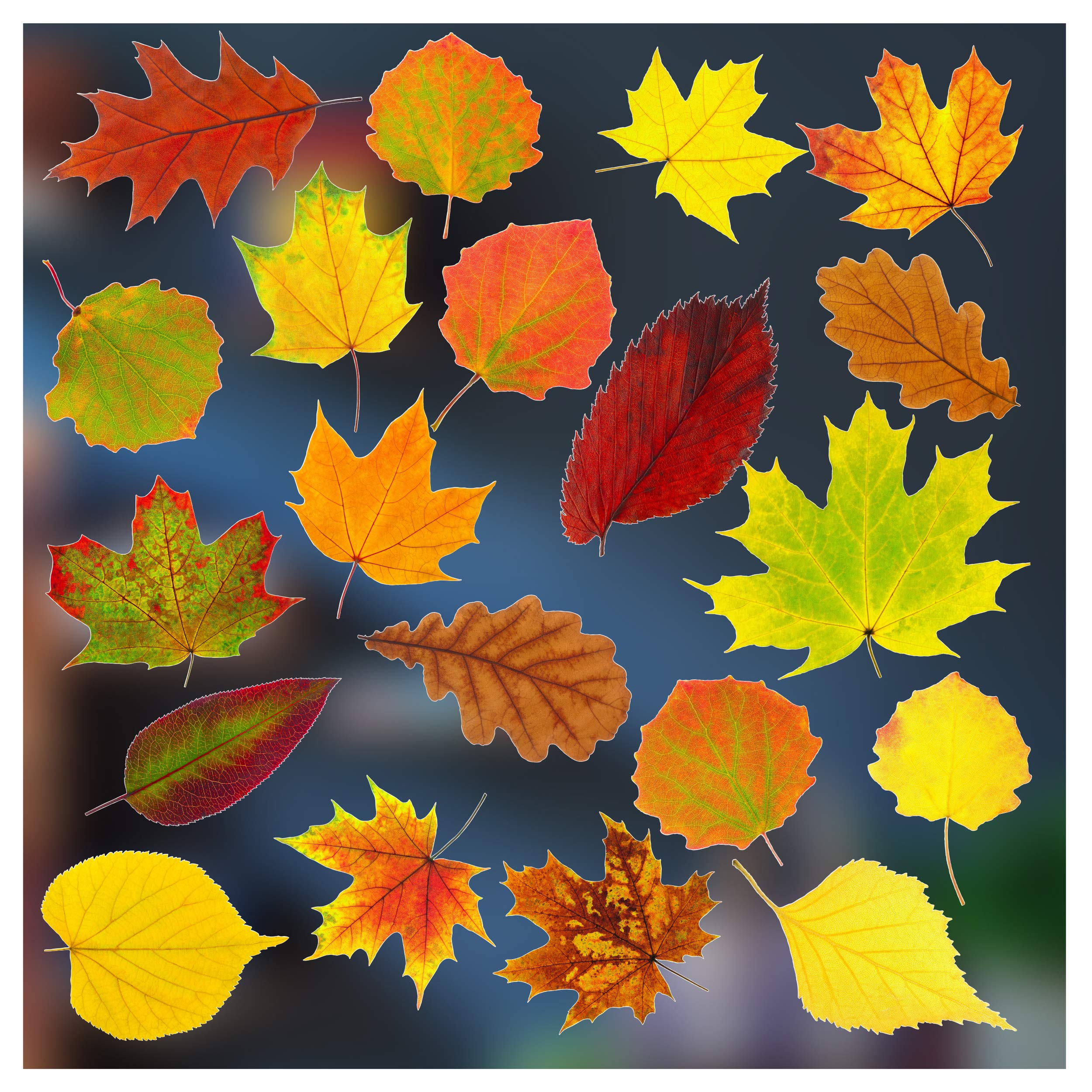 Stickers 4 - Autumn Decorations - 20 Static Cling Double Sided Window Stickers - Photo Realistic Autumn Leaves Decor