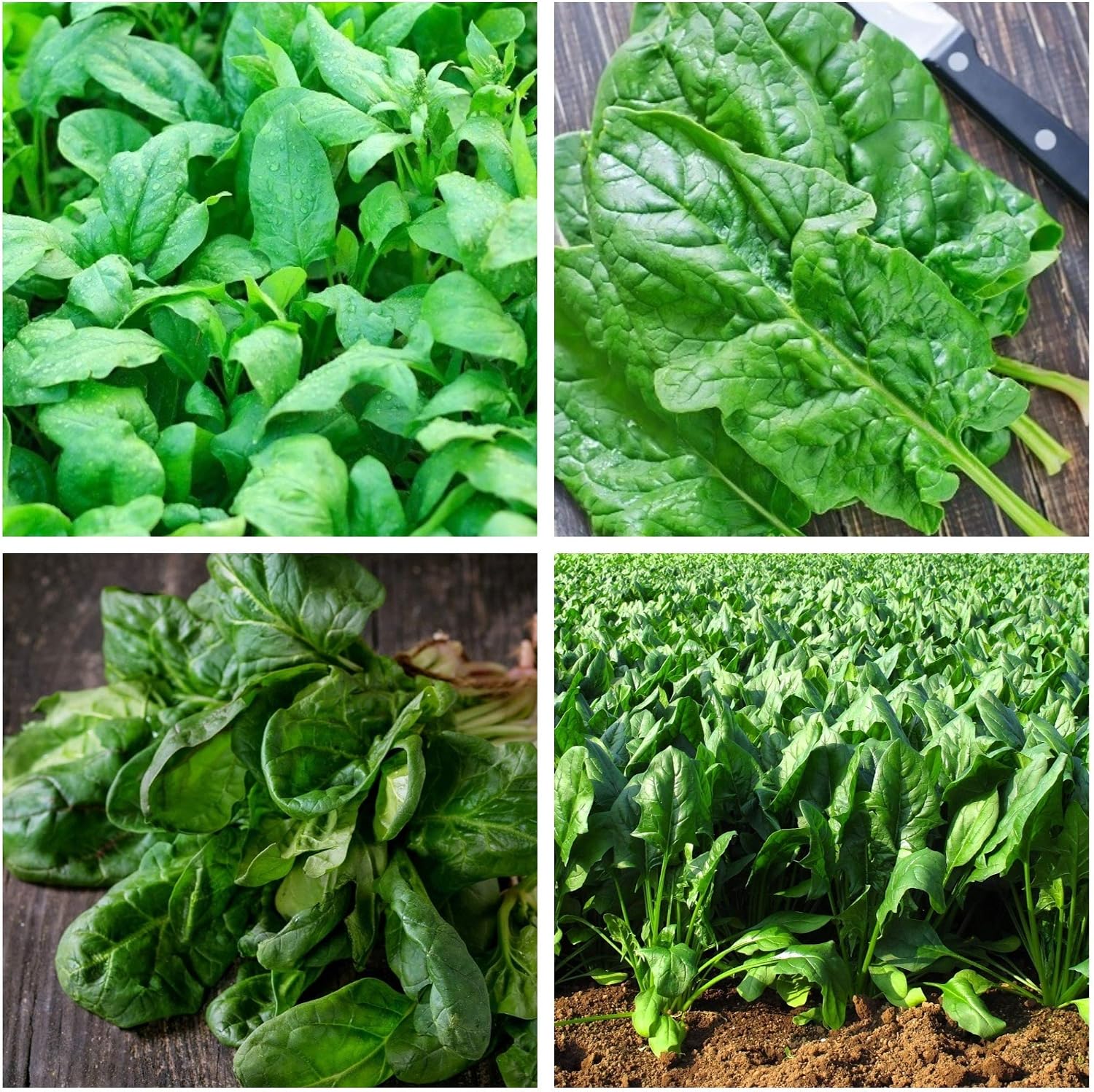 Espinacas - Semillas de 4 Variedades de Plantas Vegetales ...