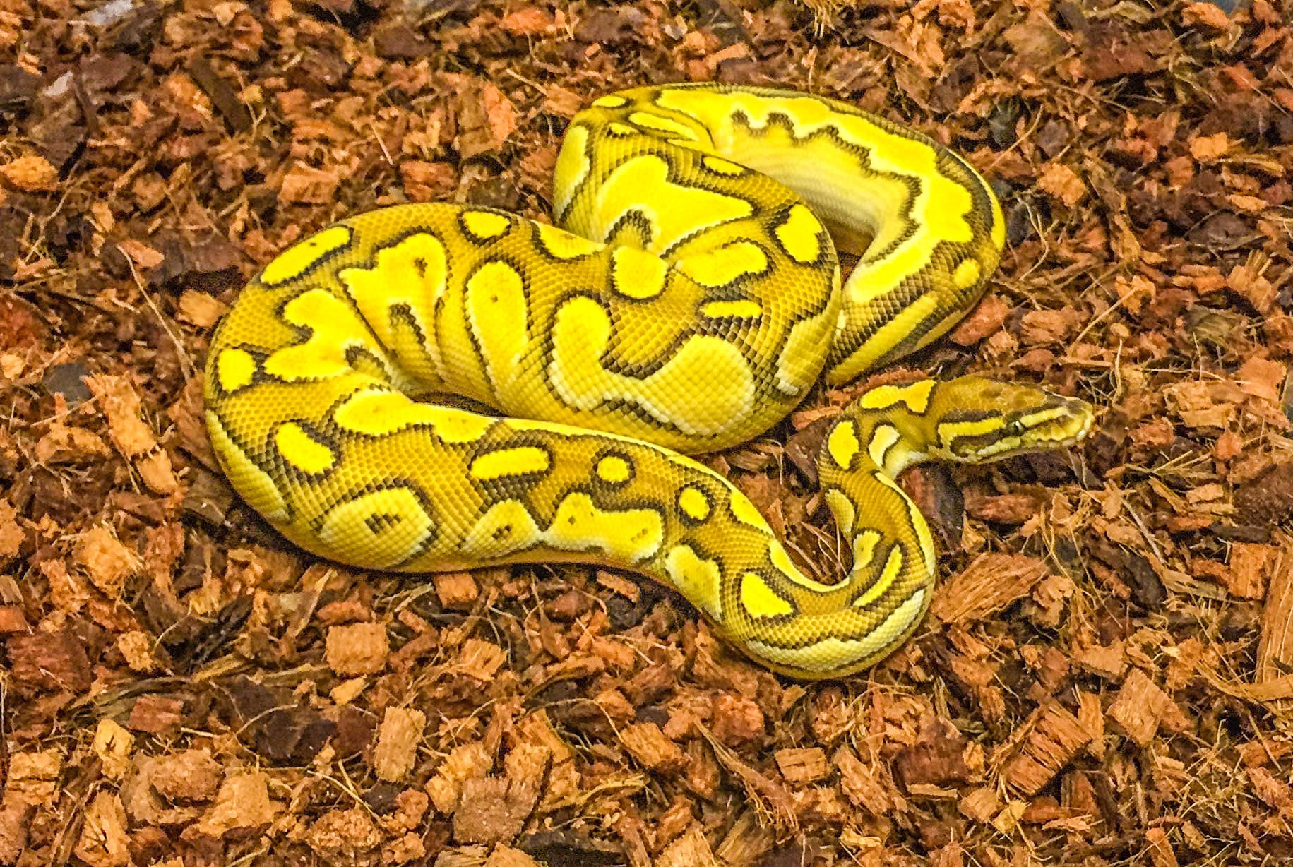 Reptichip Premium Coconut Substrate 72 quarts (2.5 cu ft) of organic