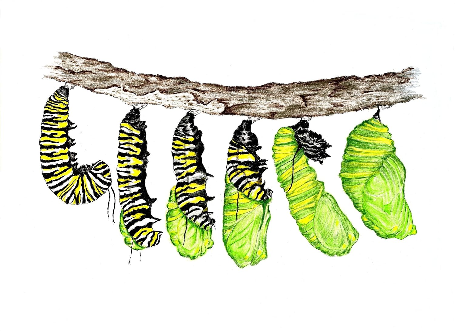 Гусеница эскиз тату