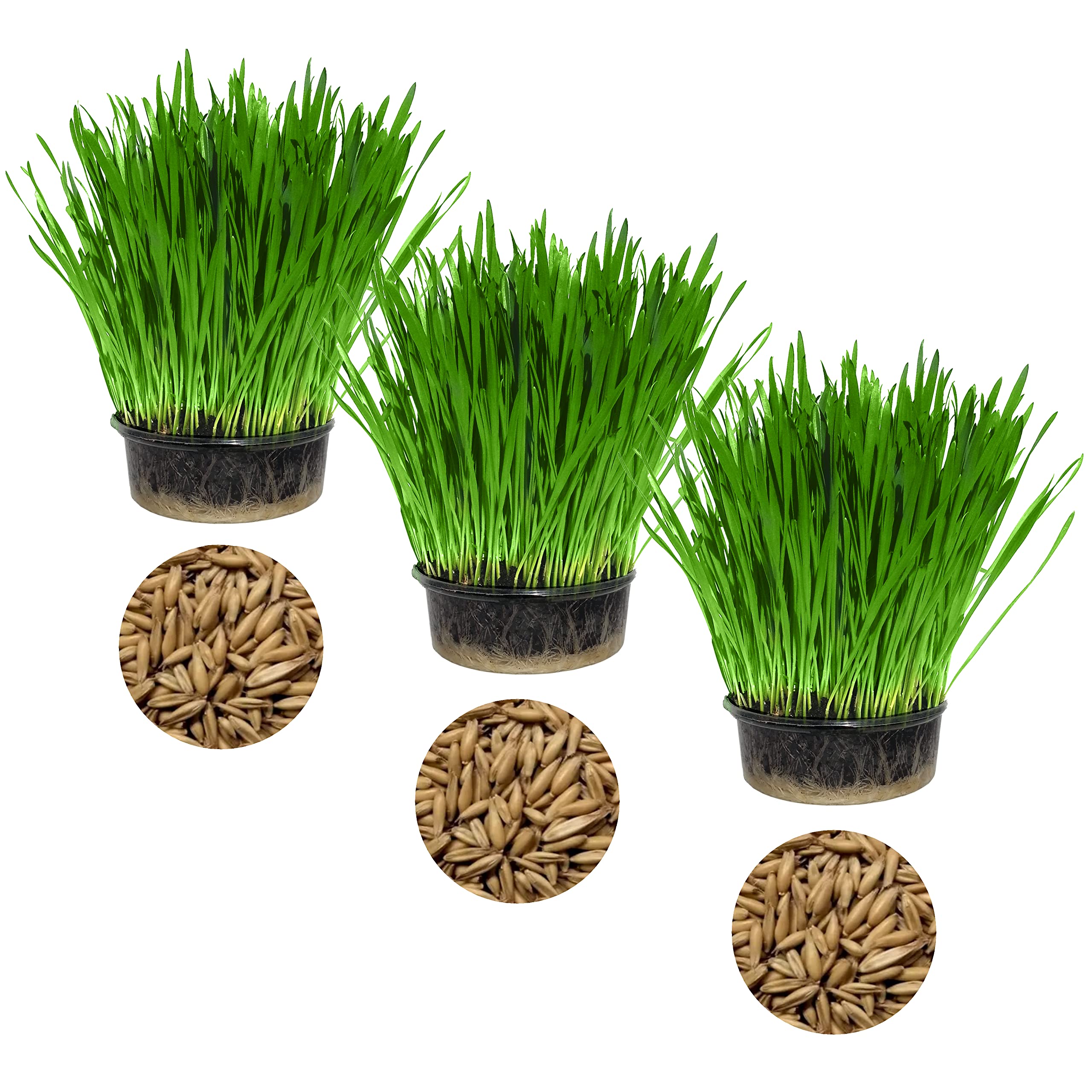 Cat FurNature - Cat Grass 3 Pack - Oat