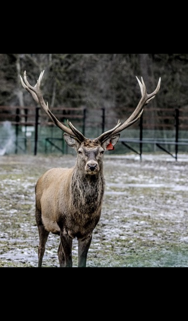 elk antler Wallpaper &ndash; HD Wallpapers of elk antlers!:Amazon.ca