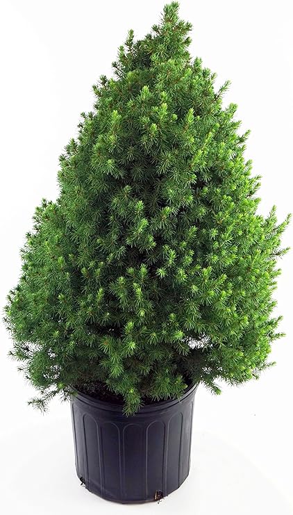 Amazon Com Picea Glauca Conica Dwarf Alberta Spruce Evergreen 2 Size Container Garden Outdoor