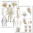 2 Pack: Spinal and Cranial Nerves + Disorders of the Spine Poster Set - Set of 2 Anatomical Charts - Laminated - 18" x 24"