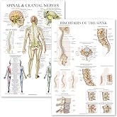 Palace Learning 2 Pack: Spinal and Cranial Nerves + Disorders of the Spine Poster Set - Set of 2 Anatomical Charts - Laminated - 18" x 24"