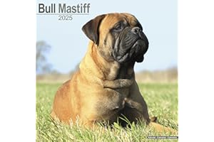 Bull Mastiff Calendar 2025 | Square Dog Breed Wall Calendar - 16 Month