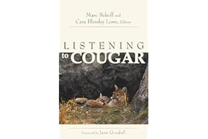 Listening to Cougar