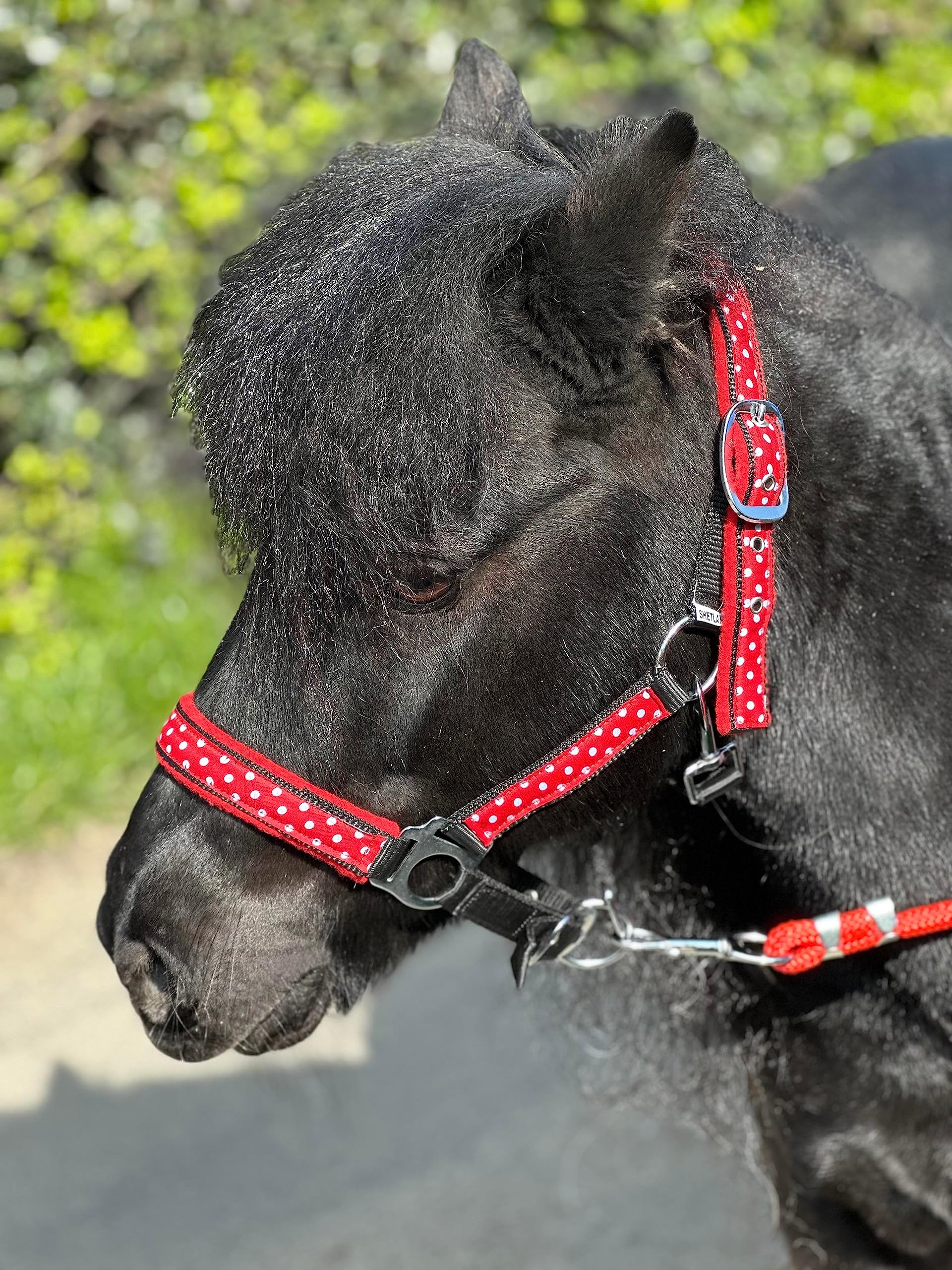 POLKA DOT HEADCOLLAR WITH LEAD ROPE FULL-MINI SHETLAND (Red, Cob)