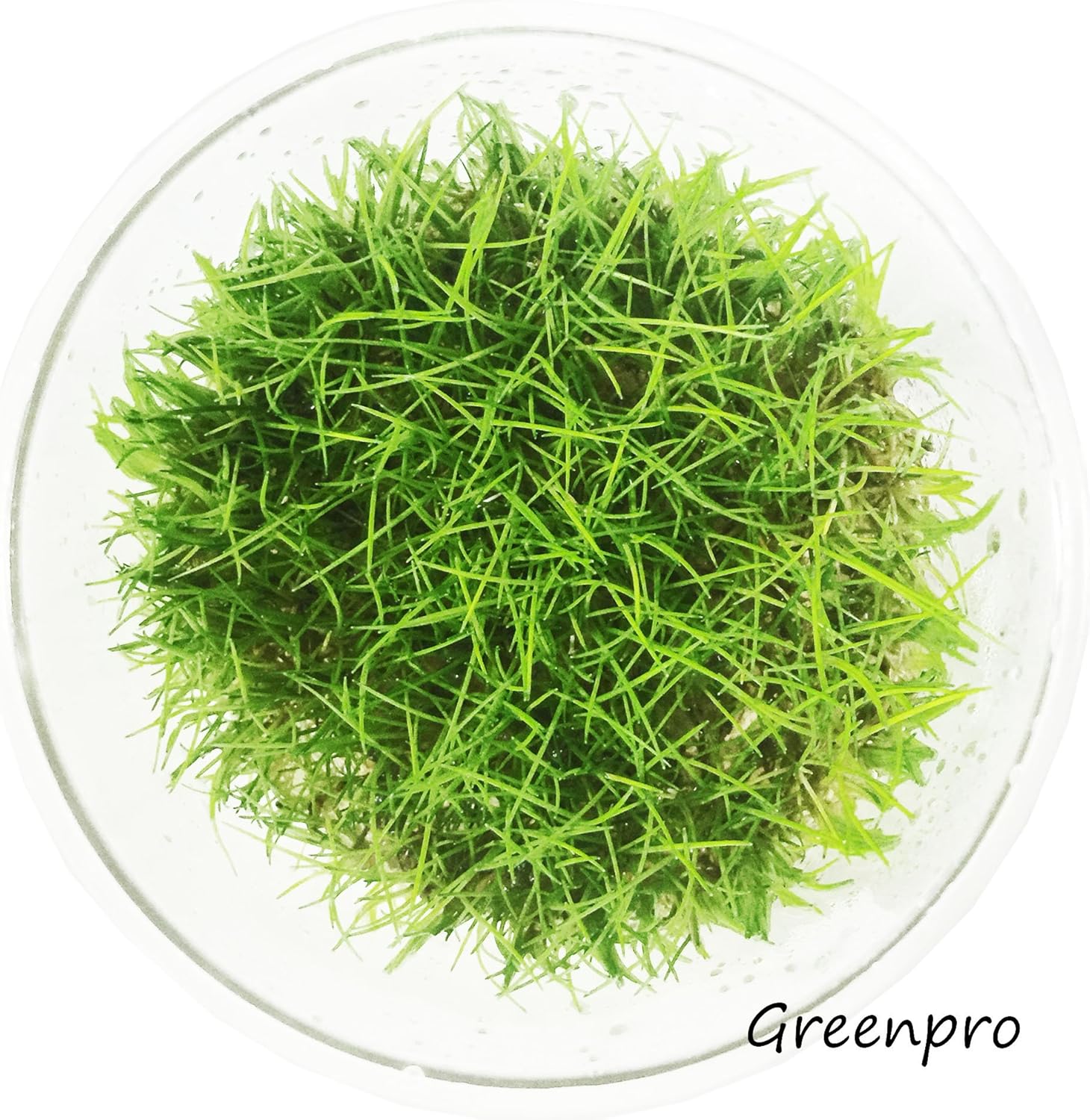 Best low light aquarium plants carpet