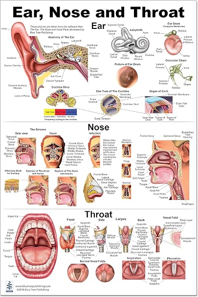 Amazon De Ohr Nase Throat Anatomie Poster 61 X 91 4 Cm Hals Nasen Ohren Heilkunde